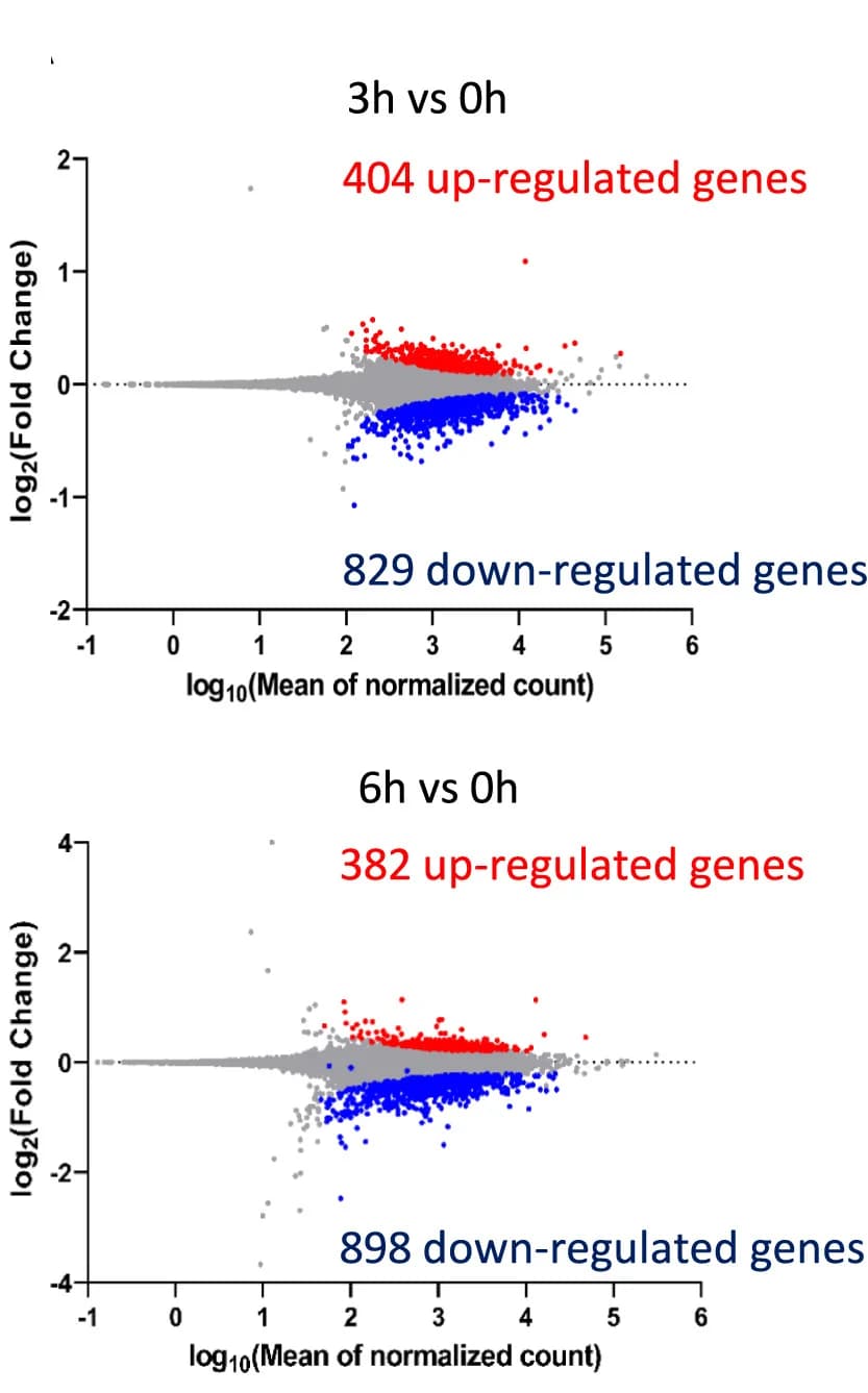 Open access visualization of Scatter Plot, MA Plot, Differentially Expressed Genes, HEK293T Cells, iRhom2-1-374