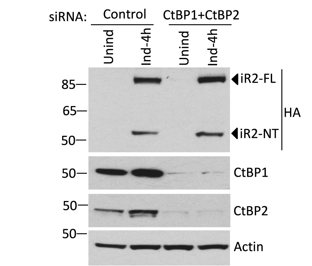 Open access visualization of Gel, iRhom2, CtBP, Immunoblotting, Transcript Levels