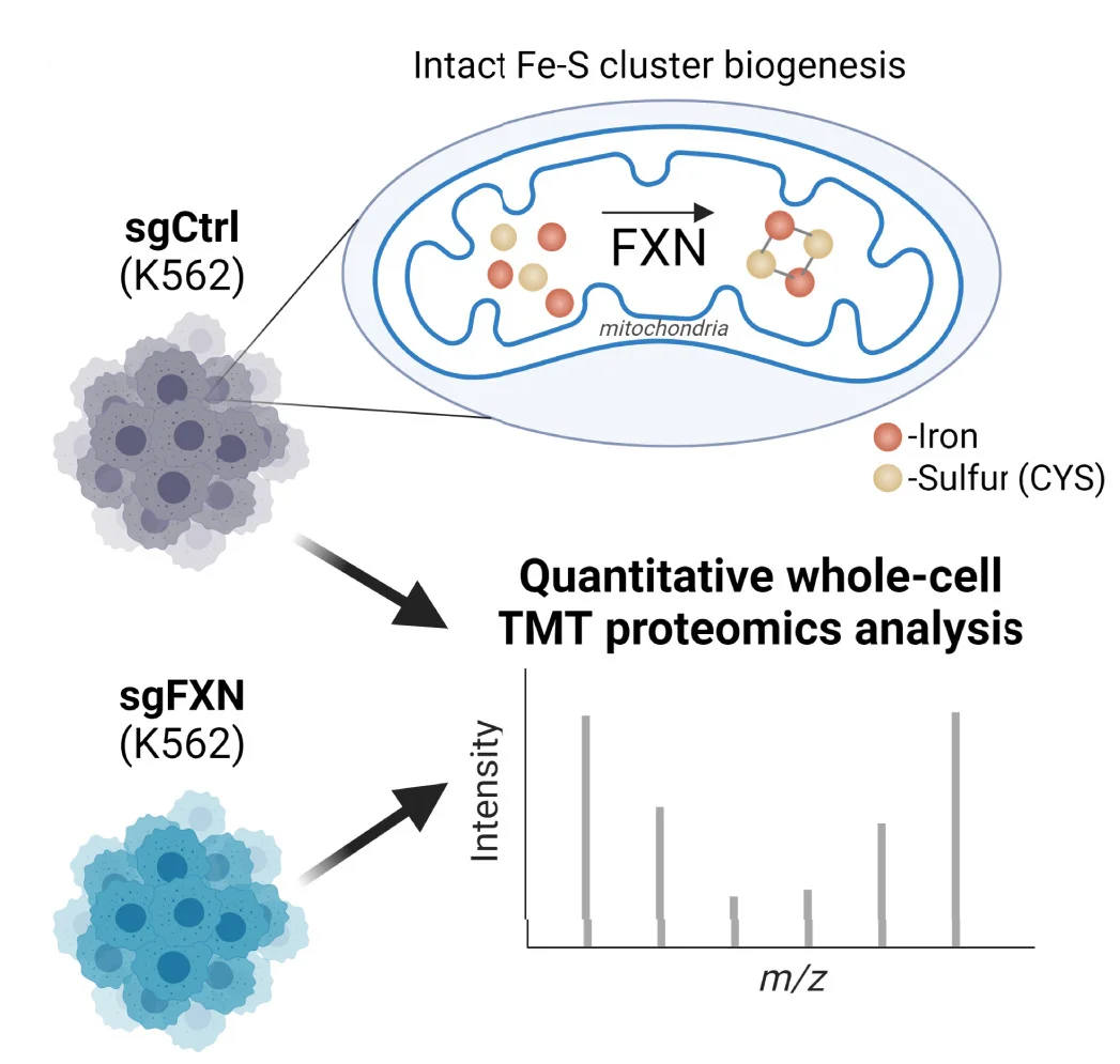 Open access visualization of Illustration, Workflow, Bar Plot, Proteomic Analysis, K562 Cells