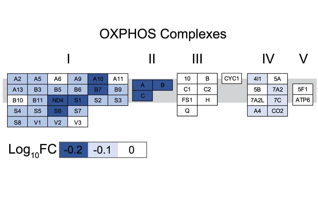 Open access visualization of Heatmap, OXPHOS Proteins, FXN, Mitochondrial Complex