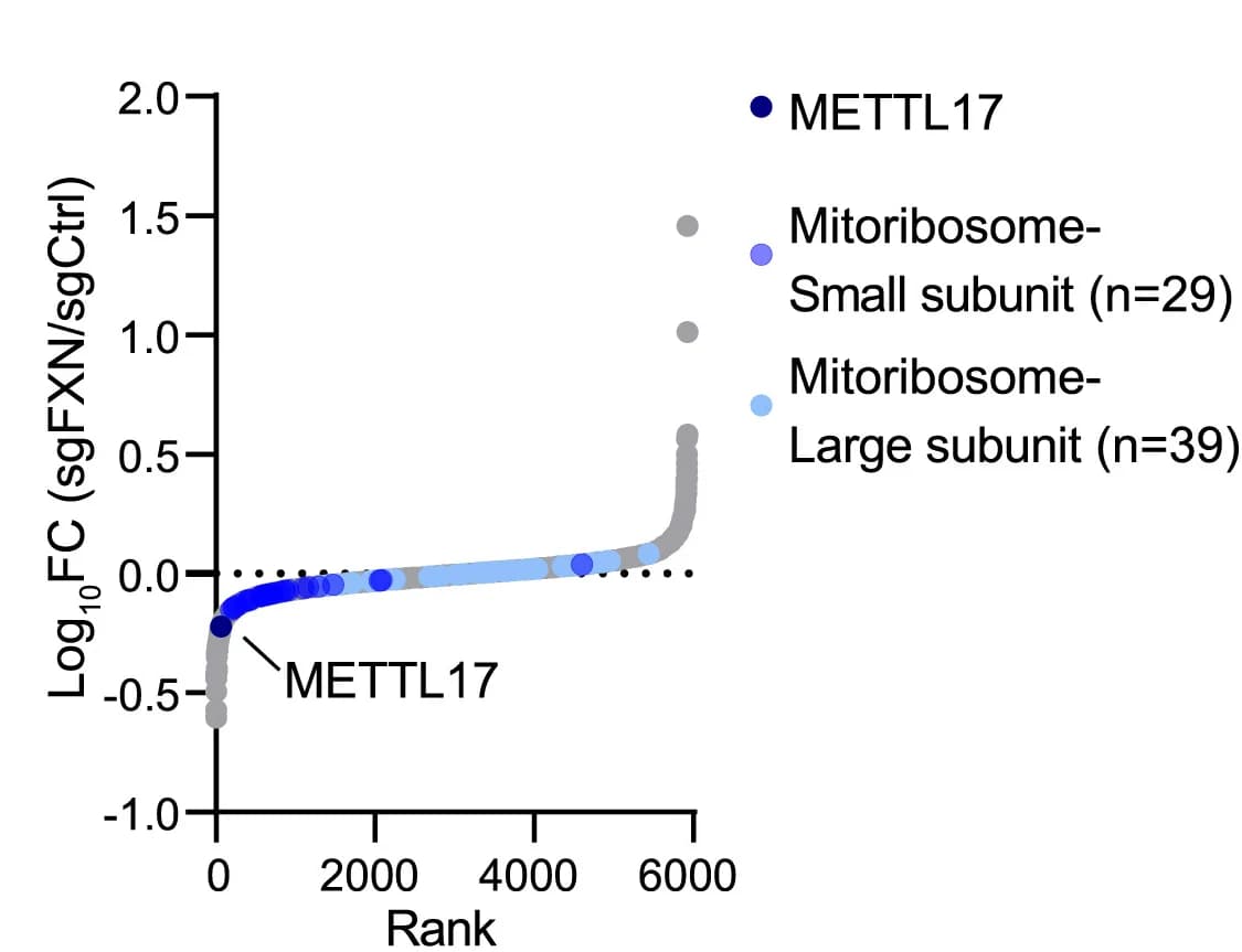 Open access visualization of Scatter Plot, Waterfall Plot, Protein Fold Change, Mitoribosome Subunit, METTL17