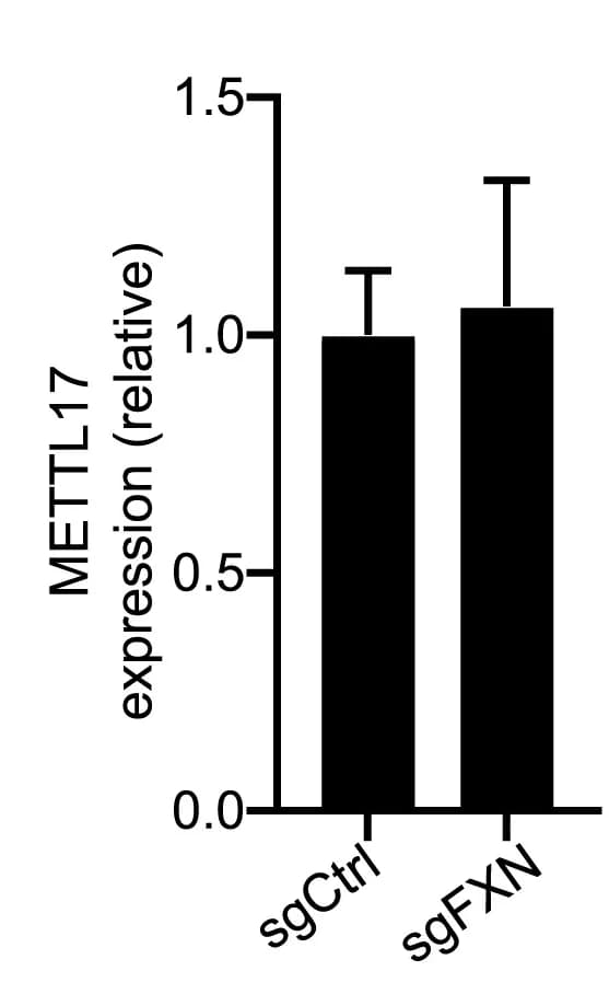 Open access visualization of Bar Plot, Error Bars, qPCR, METTL17, Expression Levels