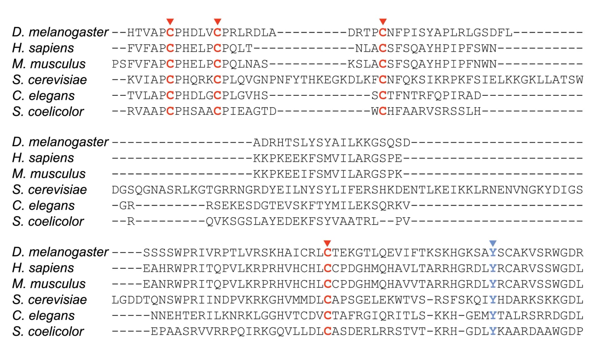 Open access visualization of Workflow, Illustration, Sequence Alignment, METTL17 Homologs, Fe-S Cluster Binding