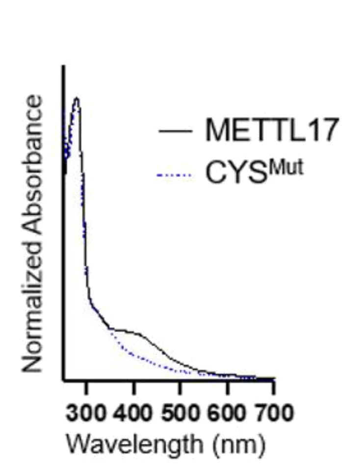 Open access visualization of Line Plot, UV-Vis Absorption Spectra, METTL17, [Fe4S4]2+ Cluster, [Fe3S4]+ Cluster