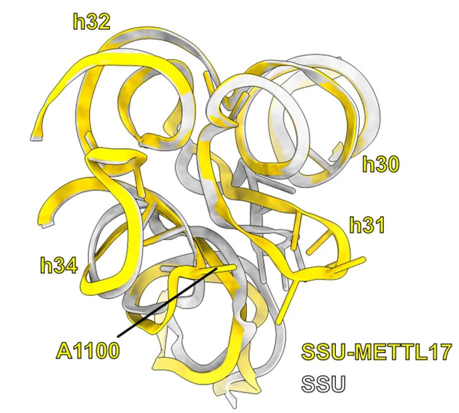 Open access visualization of Protein Structure, Conformational Changes, rRNA, METTL17, SSU-METTL17