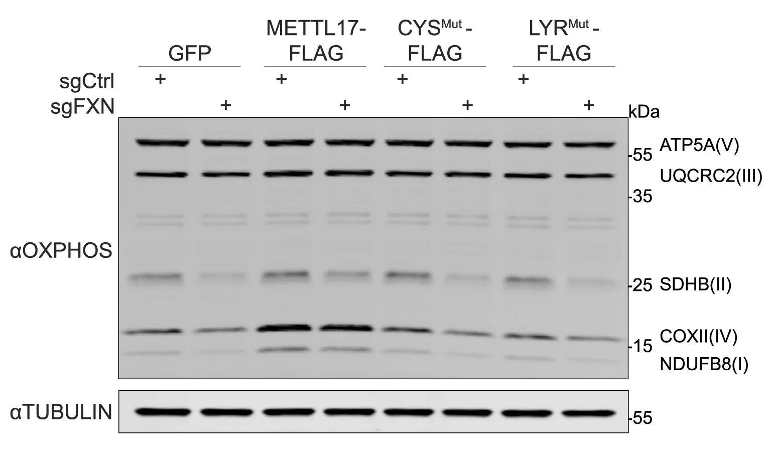 Open access visualization of Gel, Immunoblots, OXPHOS Subunits, Tubulin, Control Cells