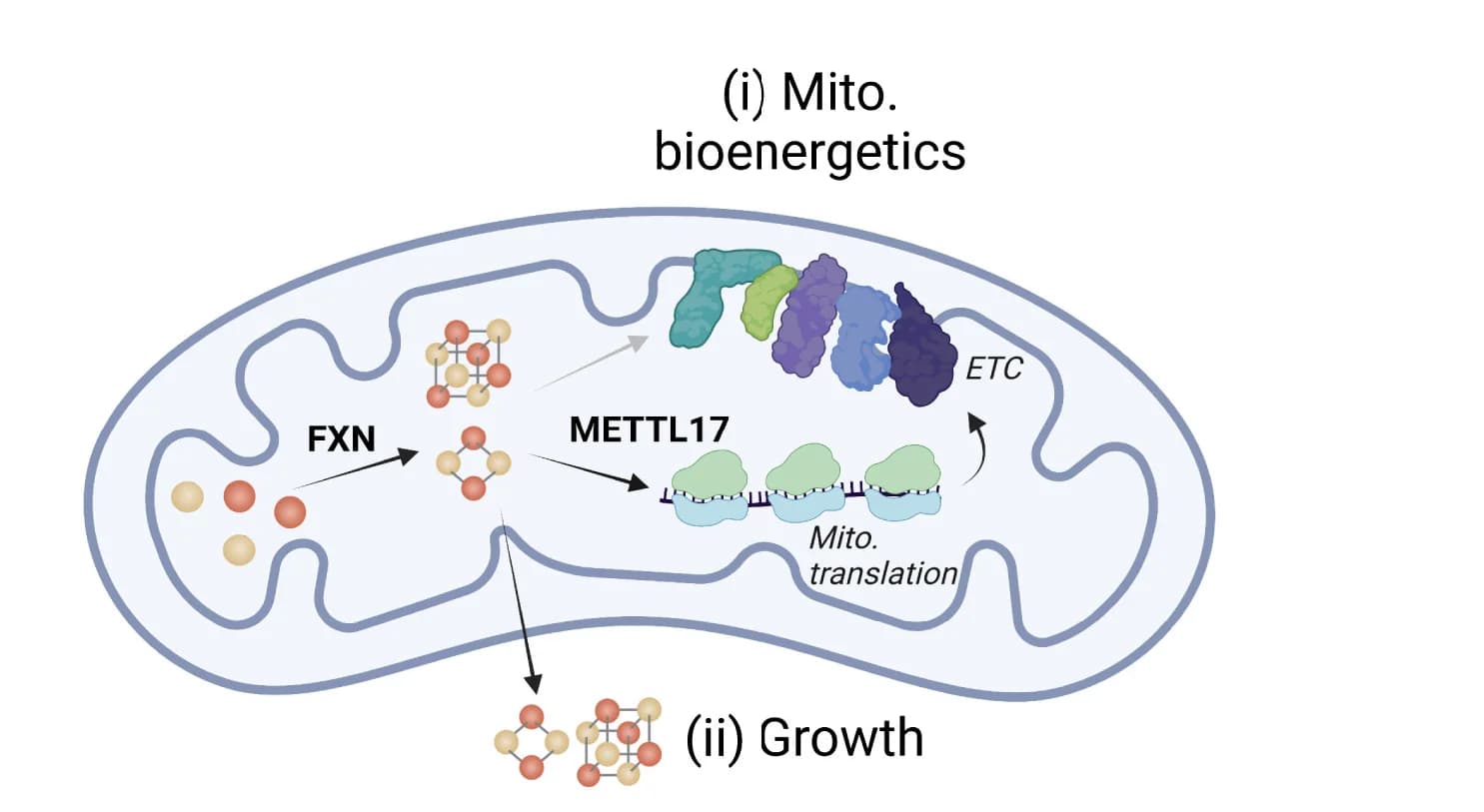Open access visualization of Illustration, Pathway, FXN, Fe-S Cluster, Mitochondrial Bioenergetics
