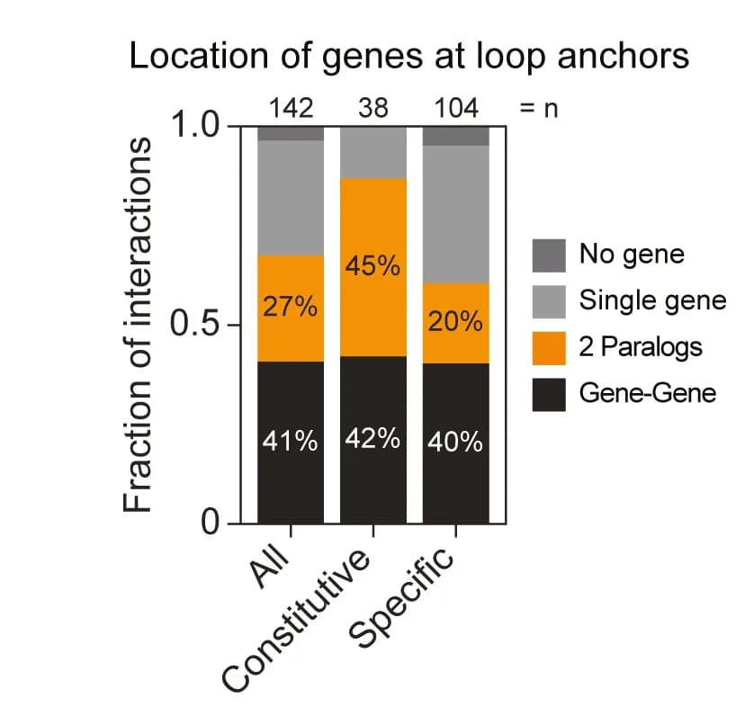 Open access visualization of Stacked Bar Plot, Barplot, Loop Numbers, Loop Anchor, Paralogs