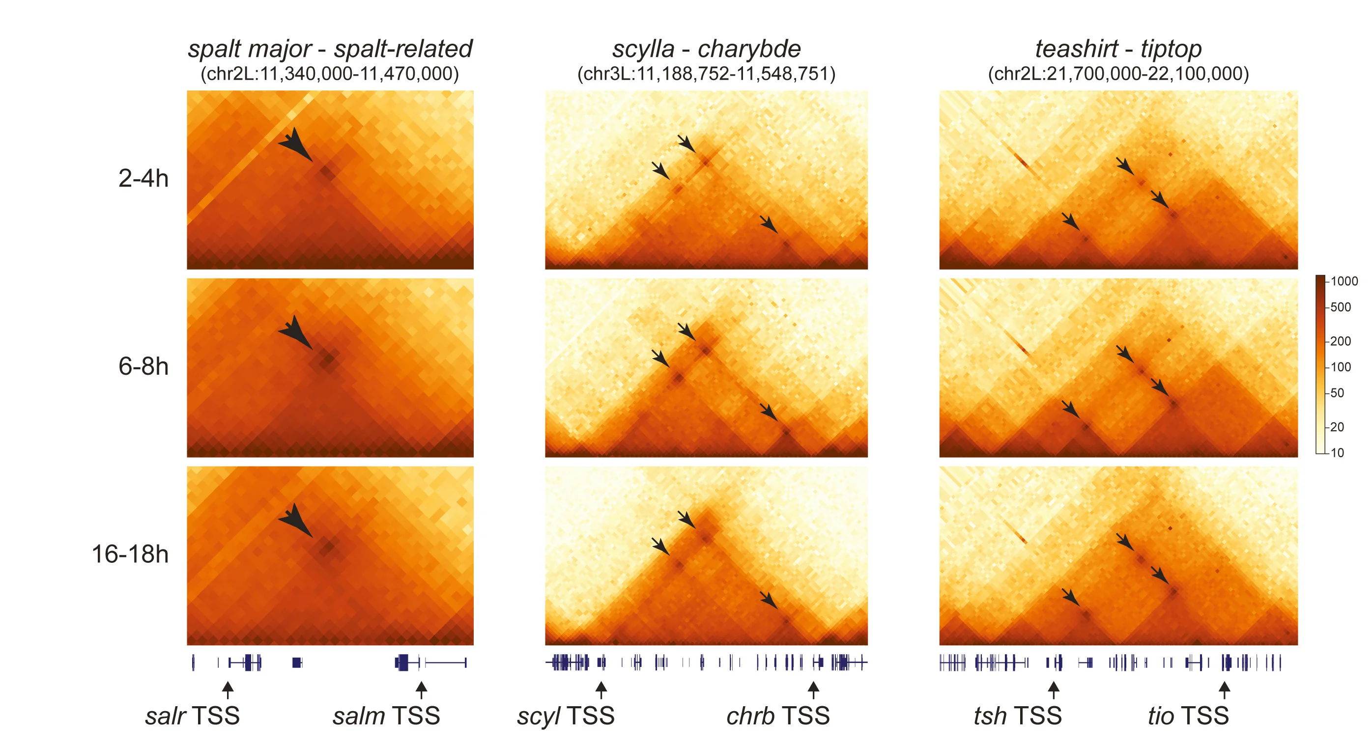 Open access visualization of Heatmap, Hi-C Contact Matrices, Embryos, Paralogous Genes, Constitutive Loops
