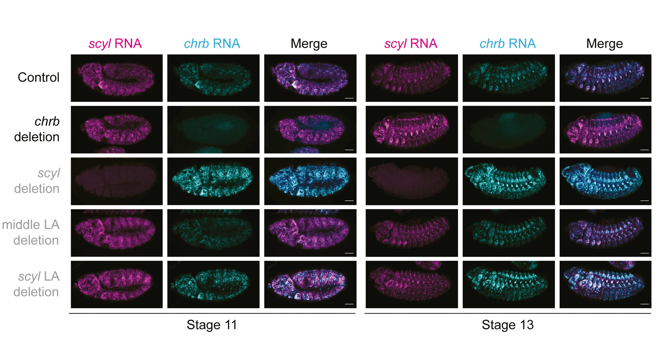 Open access visualization of Microscopy, Embryos, Gene Expression, Control Embryos, Mutant Embryos