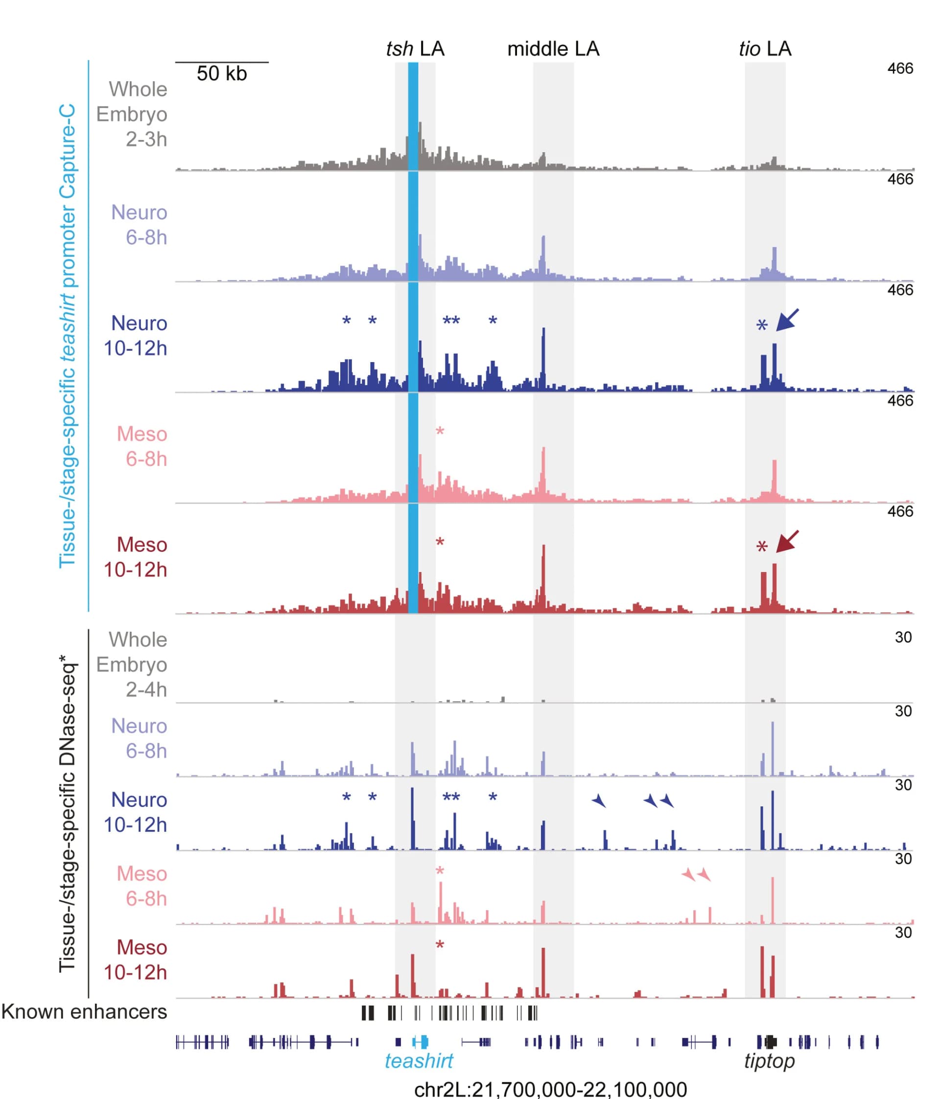 Open access visualization of Line Plot, Capture-C, Embryos, Neuronal Nuclei, Muscle Nuclei