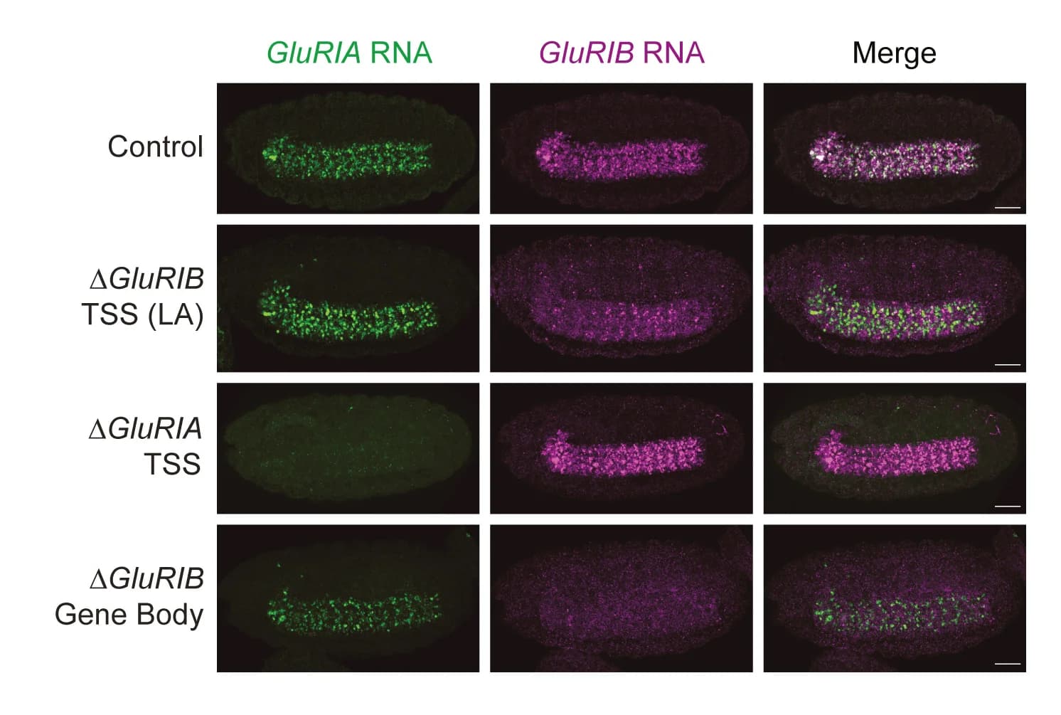 Open access visualization of Microscopy, Fluorescent In Situ Hybridization, Ventral Nerve Cord, Embryos, Gene Deletion