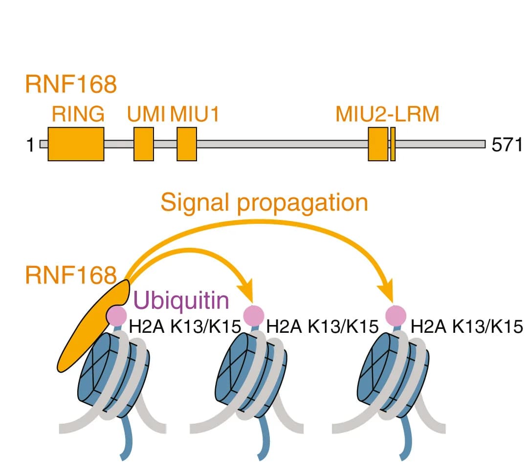 Open access visualization of Illustration, Workflow, RNF168, H2A K13, H2A K15