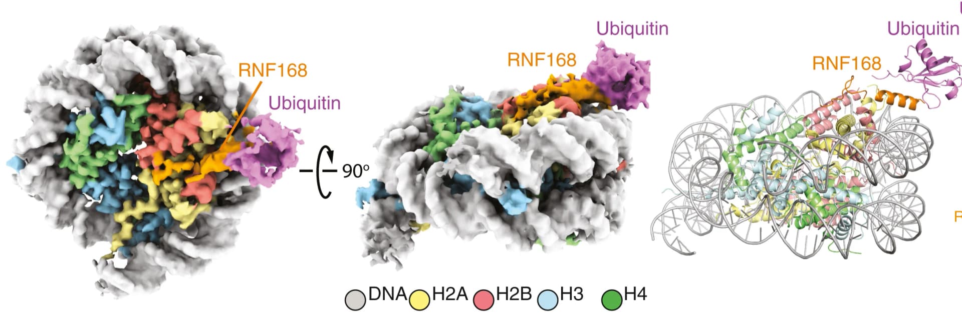Open access visualization of Protein Structure, 3D Plot, Chemical Structure, Cryo-EM, RNF168