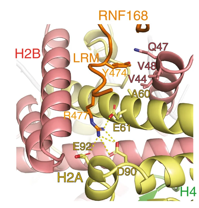 Open access visualization of Protein Structure, Chemical Structure, Polar Interactions, Hydrophobic Interactions, RNF168 LRM