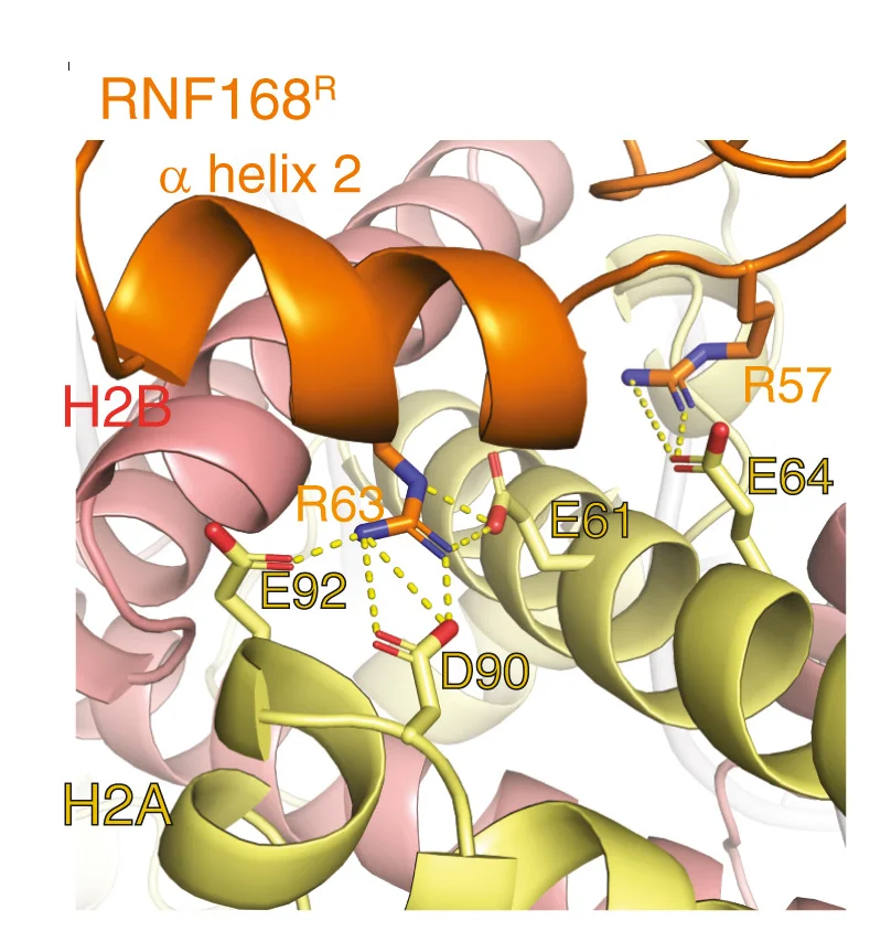 Open access visualization of Protein Structure, Chemical Structure, RNF168R, H2A-H2B, Protein-Protein Interactions