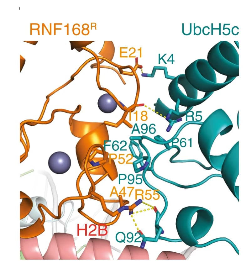 Open access visualization of Protein Structure, Chemical Structure, RNF168R, UbcH5c, Protein-Protein Interactions