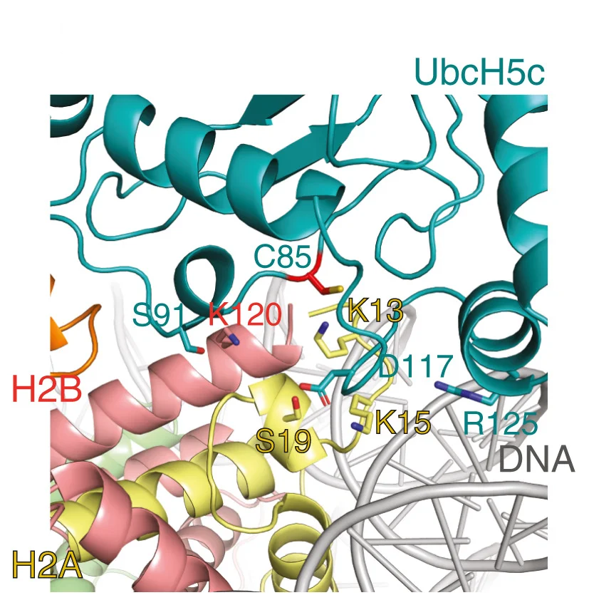Open access visualization of Protein Structure, Chemical Structure, UbcH5c, H2A-H2B, Active Site