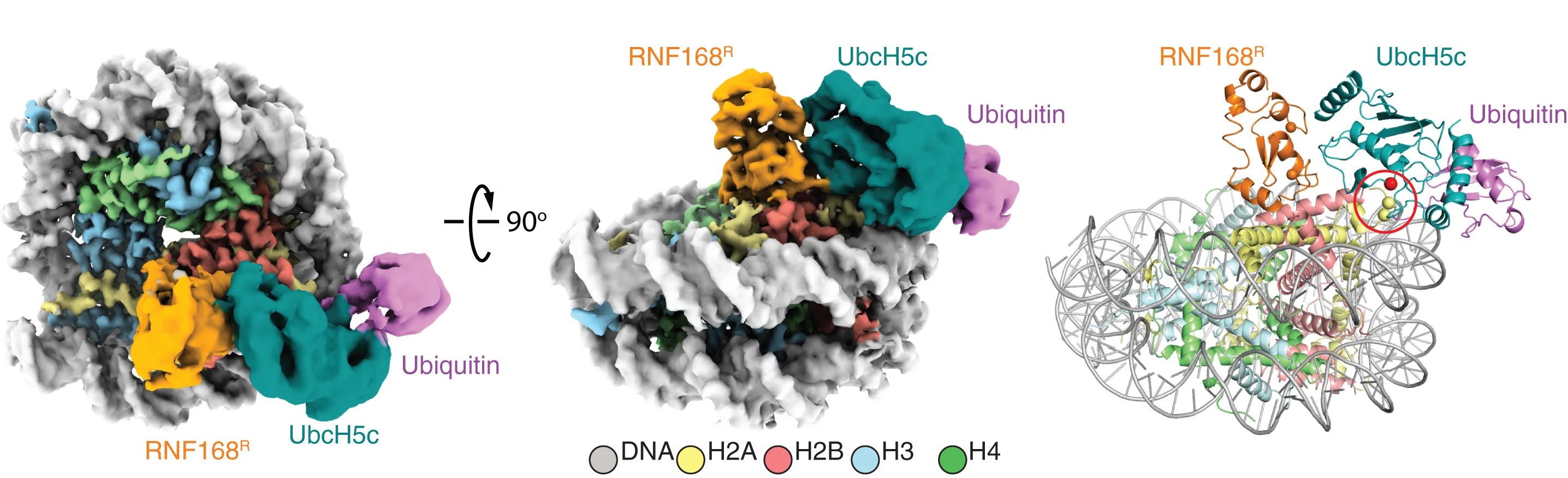 Open access visualization of Protein Structure, 3D Plot, Cryo-EM, Reconstruction, Structural Model