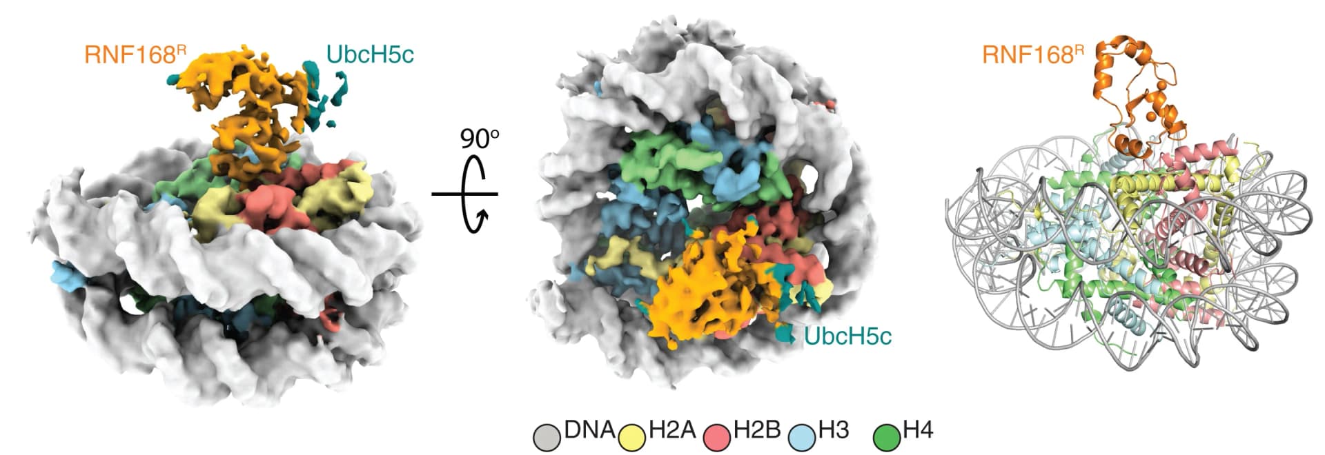 Open access visualization of Protein Structure, Chemical Structure, Cryo-EM Reconstruction, Structure, NCPub-RNF168R-UbcH5c Complex