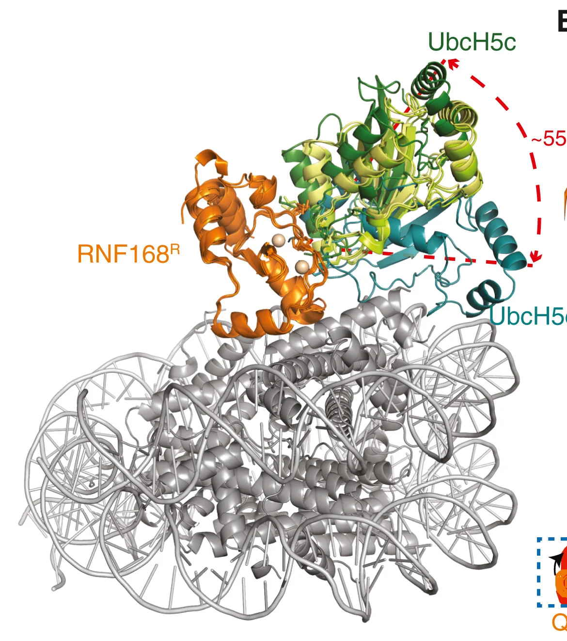 Open access visualization of Protein Structure, Chemical Structure, RNF168R-UbcH5c Structure, Crystal Structure, Cryo-EM Structure