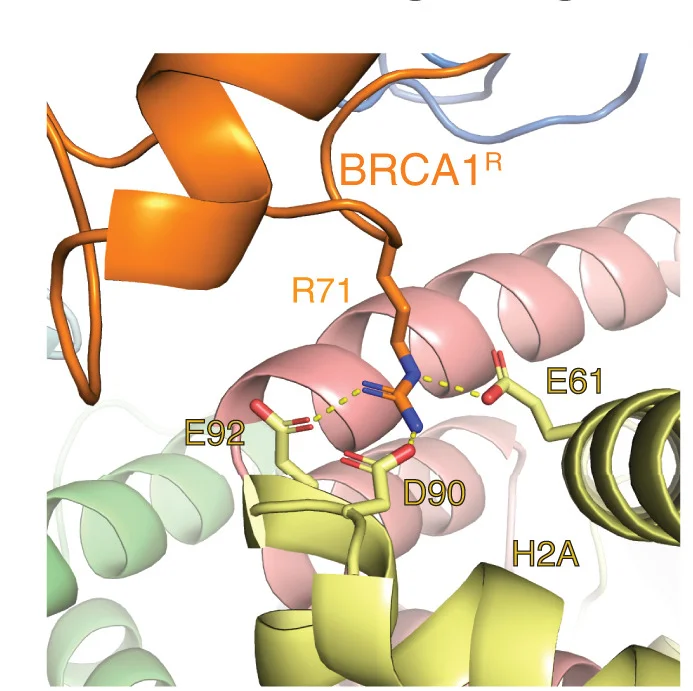 Open access visualization of Protein Structure, 3D Plot, Interactions, BRCA1R, H2A-H2B Acidic Patch