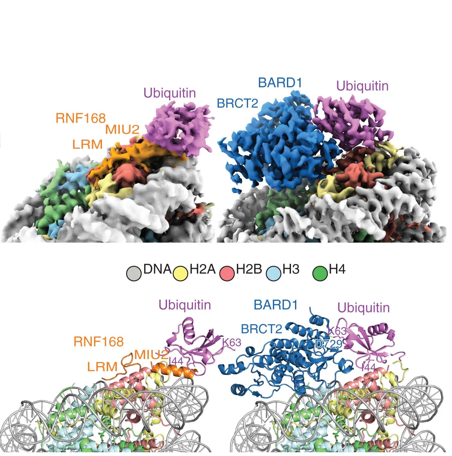 Open access visualization of Protein Structure, 3D Plot, Cryo-EM Reconstructions, Structural Models, Ubiquitin Recognition