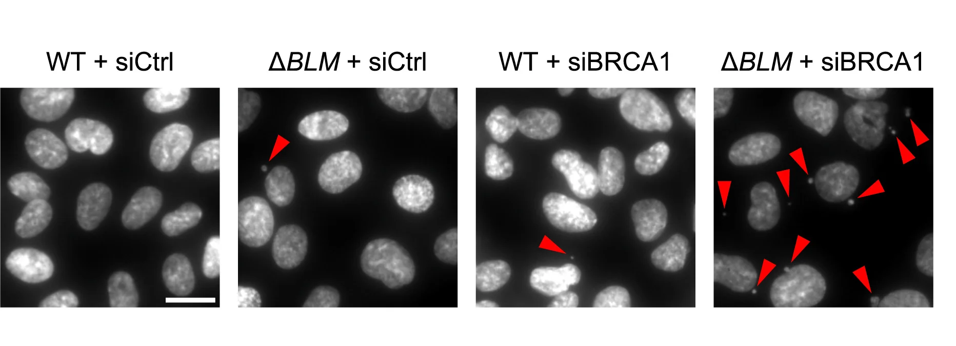 Open access visualization of Microscopy, Micronuclei Formation, DAPI Staining, siRNAs