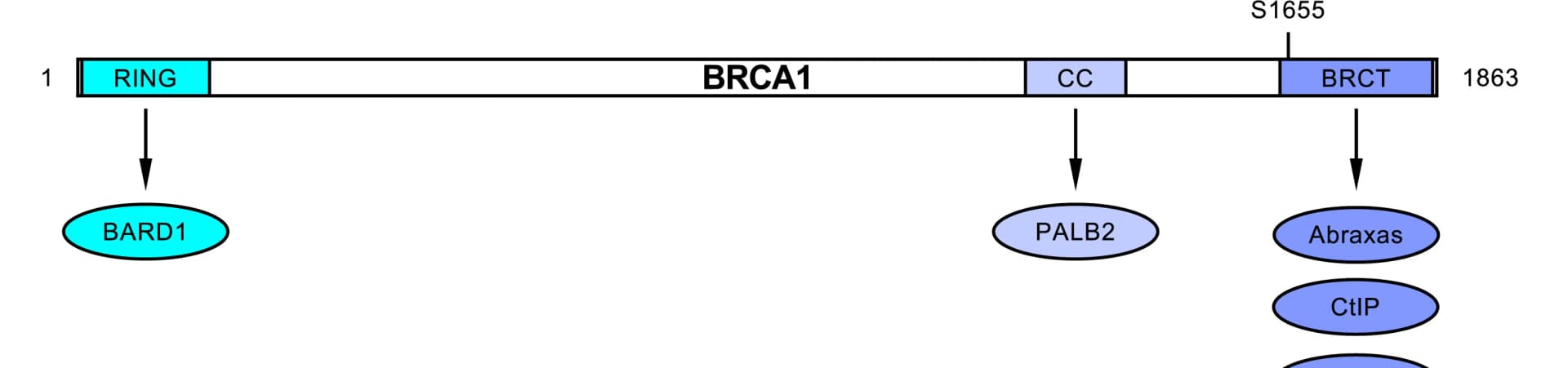 Open access visualization of Workflow, Flowchart, BRCA1 Protein, Conserved Domains, Protein Binding