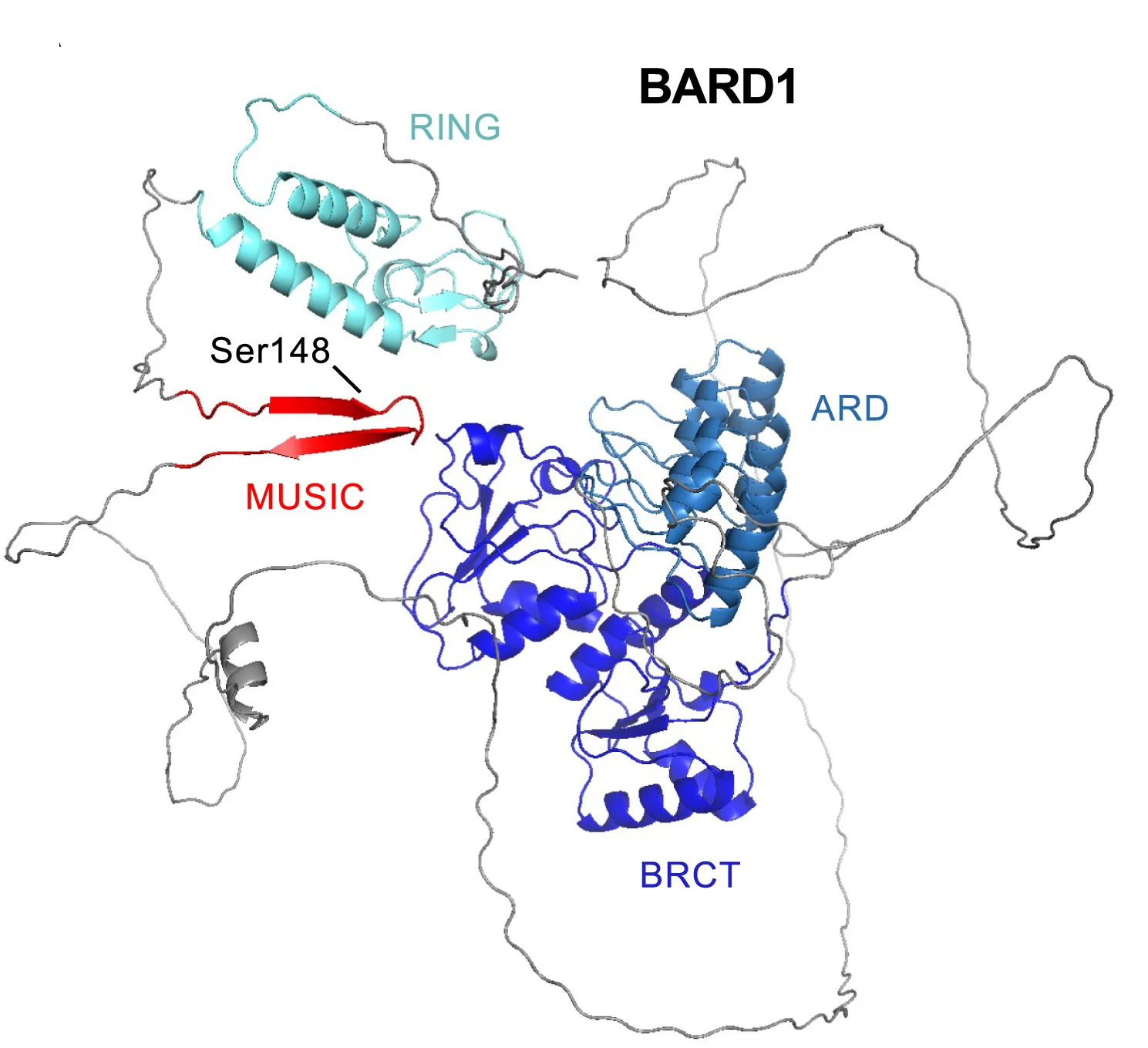Open access visualization of Protein Structure, AlphaFold, Structure Prediction, Human BARD1, MUSIC Motif