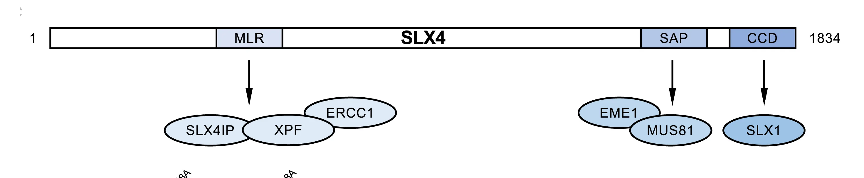 Open access visualization of Workflow, Schematic, Human SLX4 Protein, SMX Components, MLR Domain