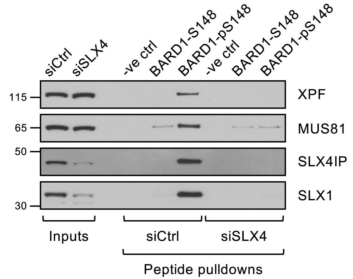 Open access visualization of Gel, Pull-Down Assay, Cell Lysates, 293FT Cells, siCtrl