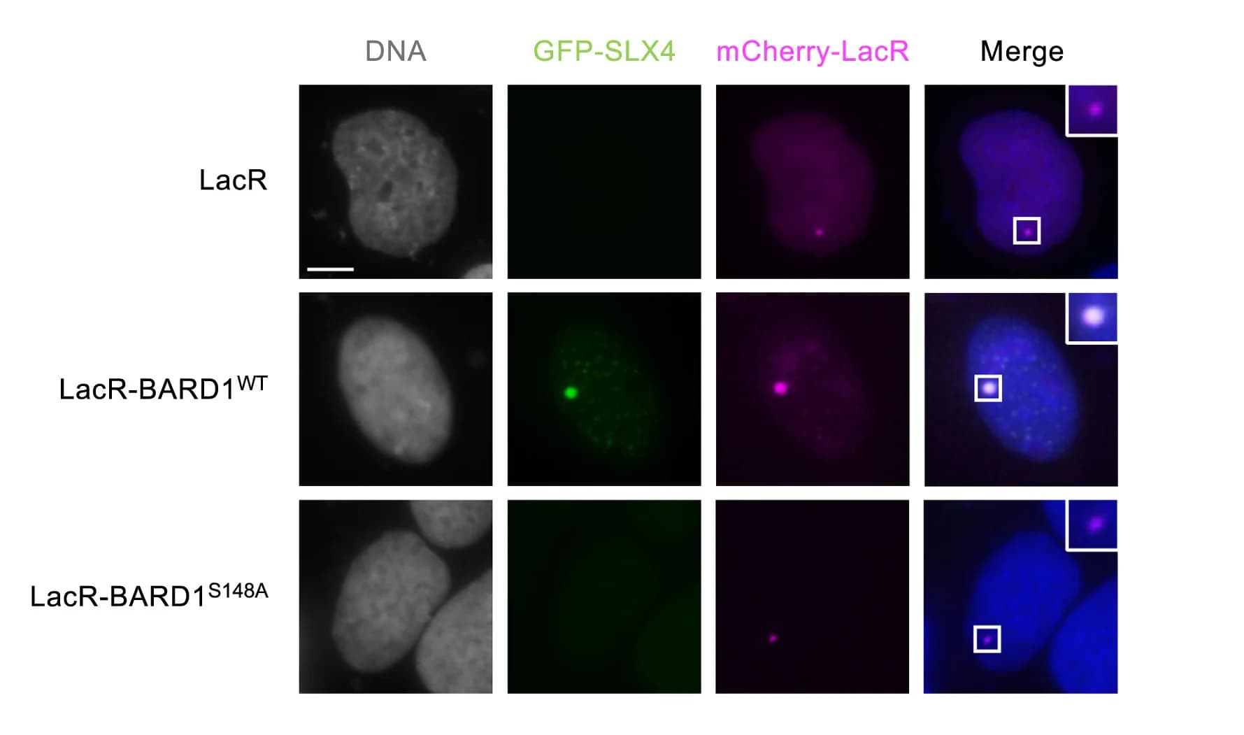 Open access visualization of Microscopy, LacR/lacO Assay, Cell Imaging, GFP-SLX4, mCherry-LacR-Fused BARD1WT