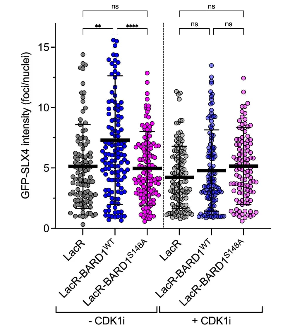 Open access visualization of Scatter Plot, Quantification, LacR/lacO Assay, Error Bars, Standard Deviation