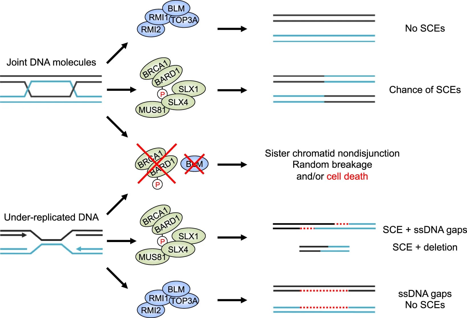 Open access visualization of Workflow, Flowchart, Illustration, Differentially Expressed Genes, Tumor Cells