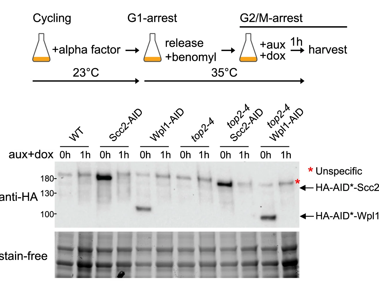 Open access visualization of Gel, Workflow, Experimental Setup, Western Blot, Scc2