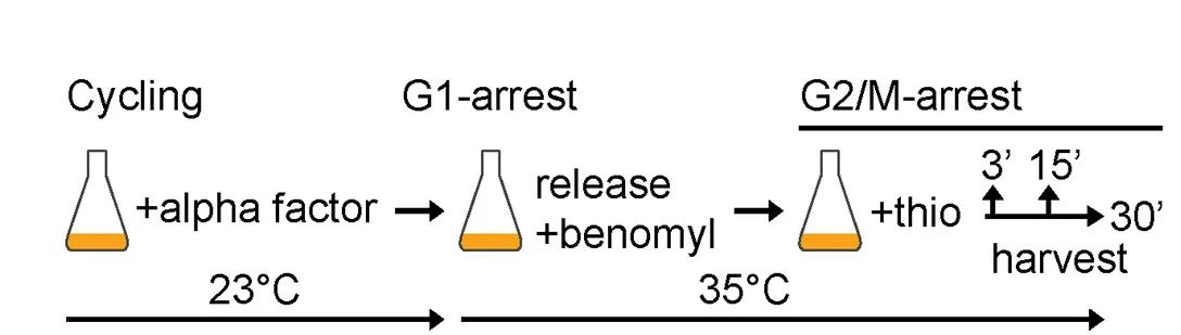 Open access visualization of Workflow, Flowchart, Illustration, Experimental Setup