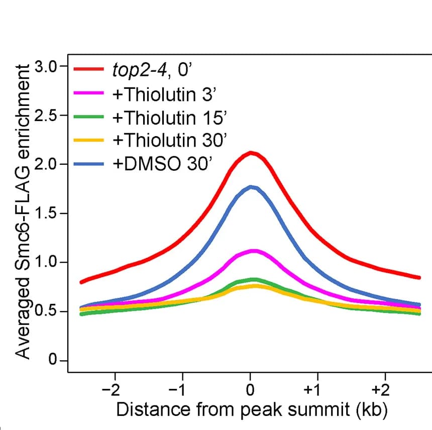 Open access visualization of Line Plot, Smc6-FLAG enrichment, Smc5/6 Binding Sites