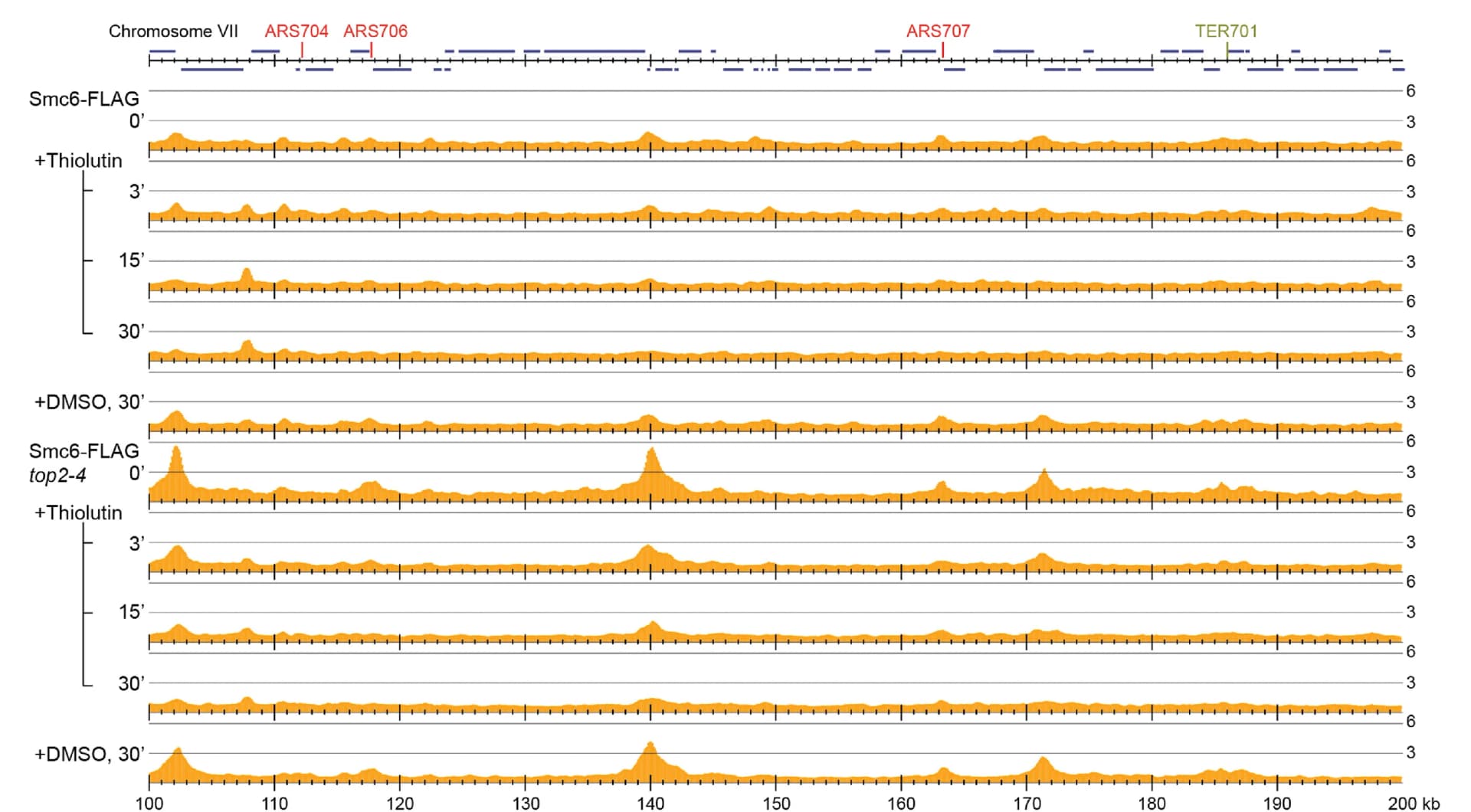 Open access visualization of Line Plot, Smc6-FLAG enrichment, Chromosome 7, Wild-type Cells, Top2-4 Mutated Cells