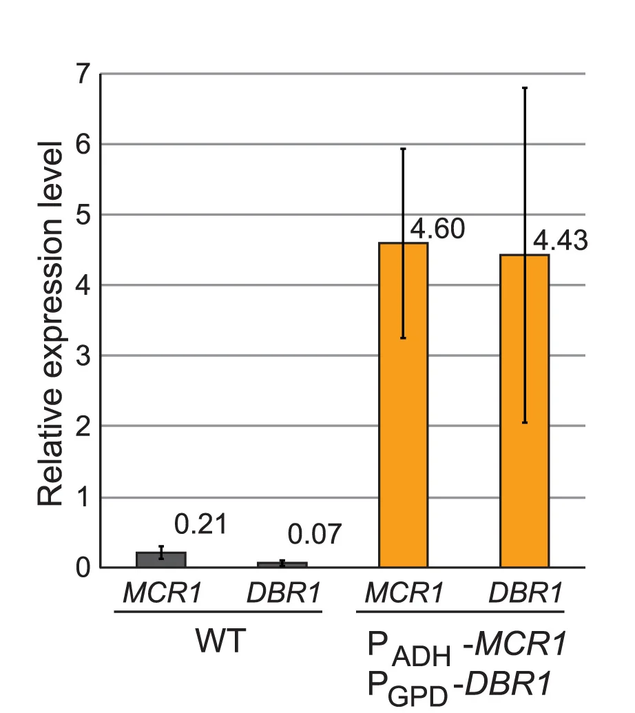 Open access visualization of Bar Plot, Error Bars, Expression Levels, Promoter Replacement, Reverse Transcription PCR