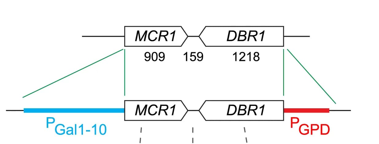 Open access visualization of Workflow, Illustration, Genomic Modifications, Galactose-Inducible, Convergent Transcription