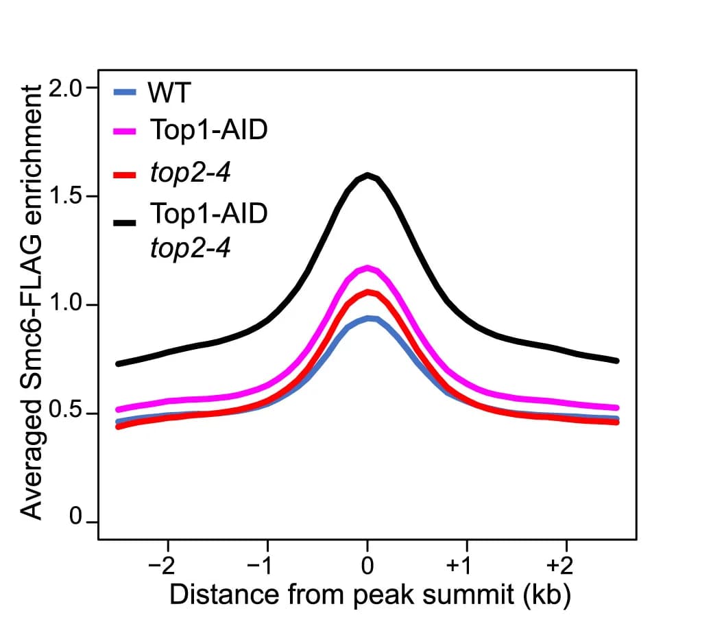 Open access visualization of Line Plot, Smc6-FLAG Enrichment, Smc5/6 Binding Sites