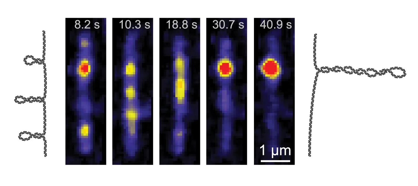 Open access visualization of Microscopy, Illustration, Supercoiled DNA, SYTOX Orange, Smc5/6