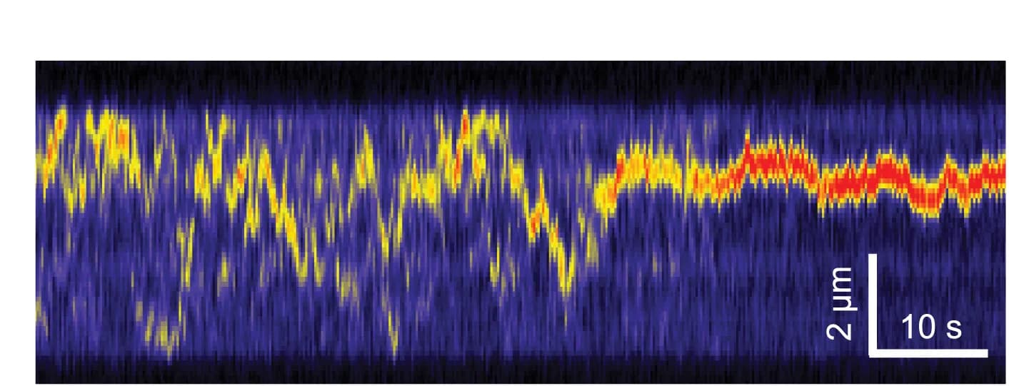 Open access visualization of Line Plot, Density Plot, Heatmap, DNA, Kymograph