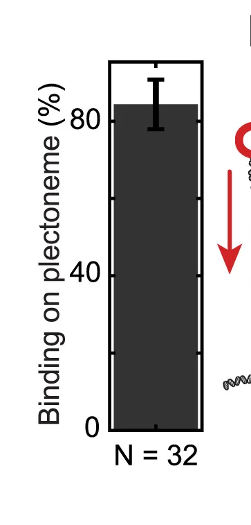 Open access visualization of Bar Plot, Error Bars, Smc5/6, Plectonemes, Binding Fraction
