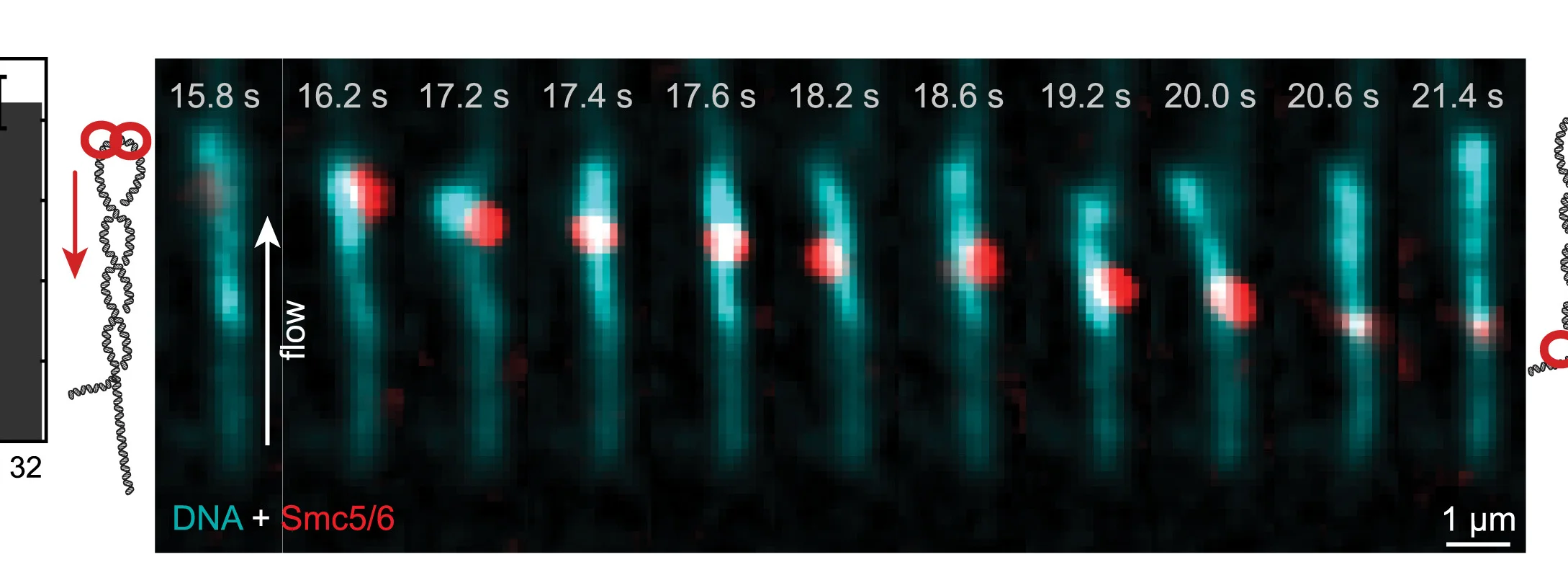 Open access visualization of Microscopy, Illustration, Bar Plot, Smc5/6, Supercoiled DNA