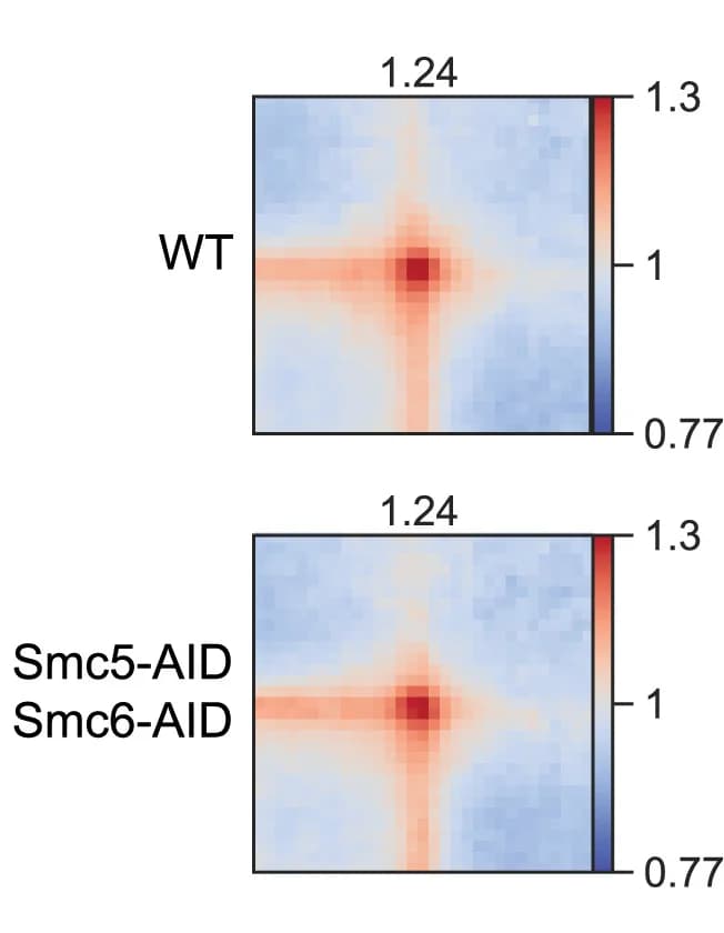 Open access visualization of Heatmap, Pile-up Plots, Cis Interactions, Wild-type Cells, Smc5/6-depleted Cells