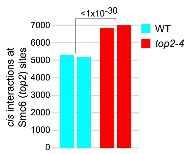 Open access visualization of Bar Plot, Cis Interactions, Wild-type Cells, top2-4 Cells, Smc5/6 Chromosome Arm Binding Sites