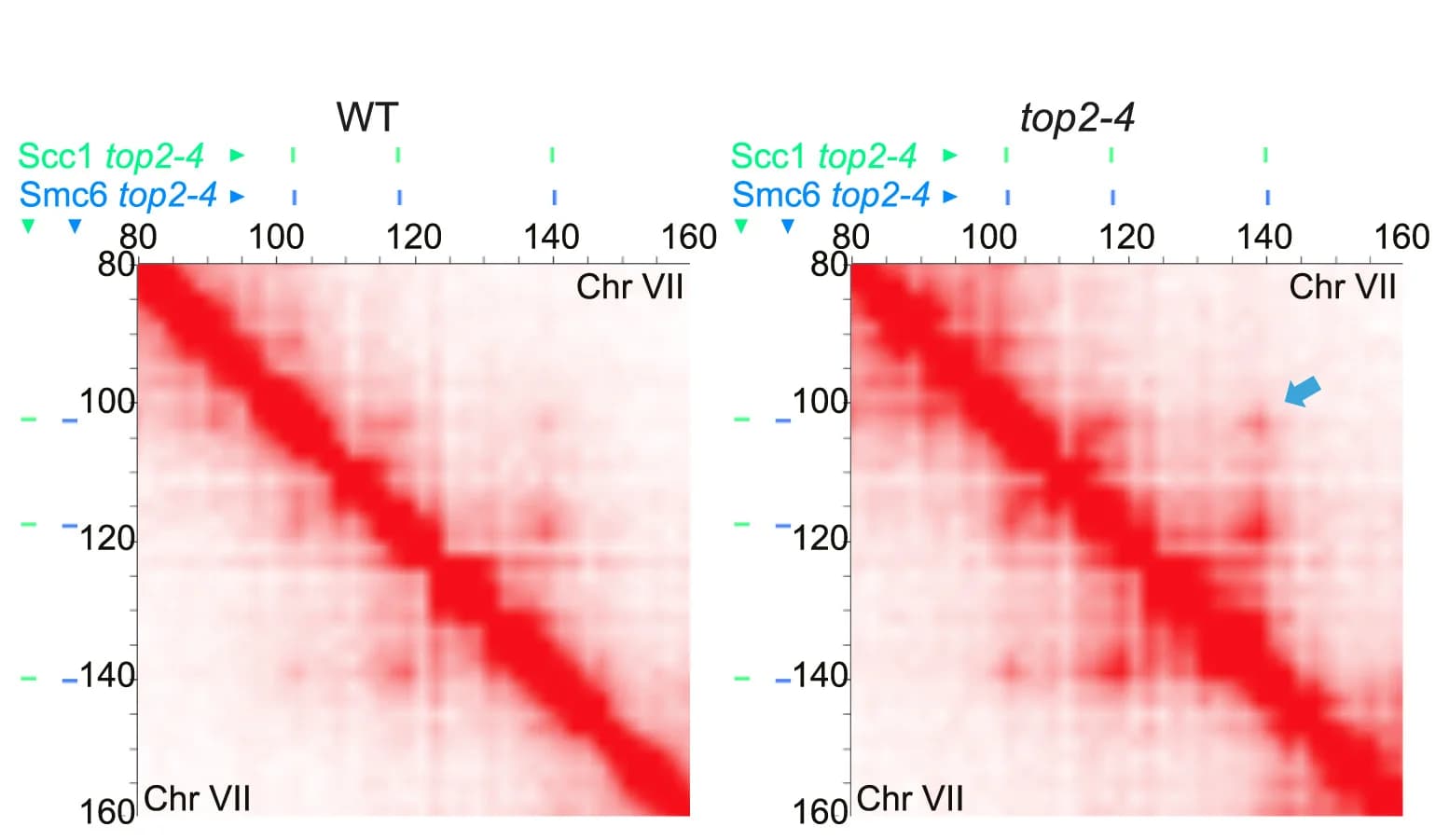 Open access visualization of Heatmap, Hi-C Contact Maps, Cis Interactions, Chromosome 7, G2/M-arrested Cells