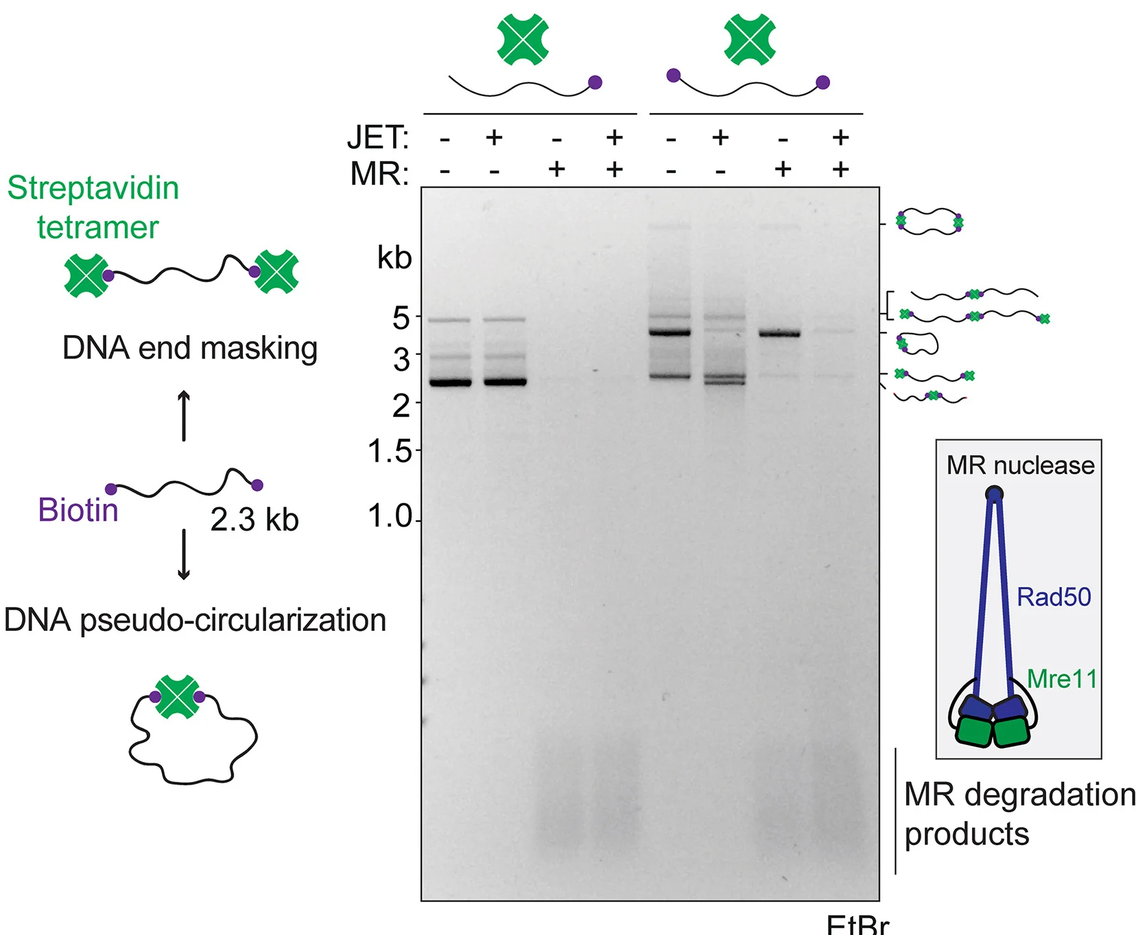Open access visualization of Gel, Workflow, Illustration, DNA, JET Nuclease